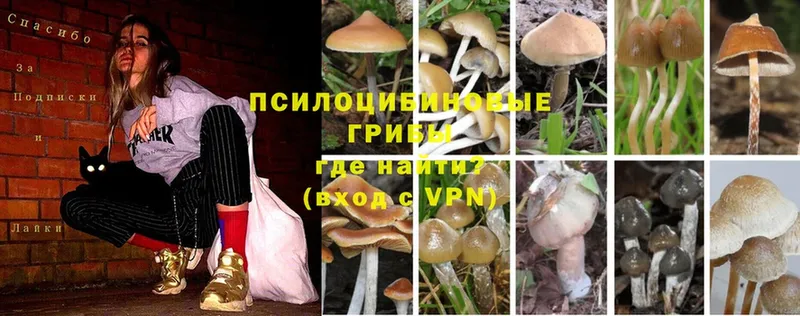 Галлюциногенные грибы Psilocybe  Бикин 